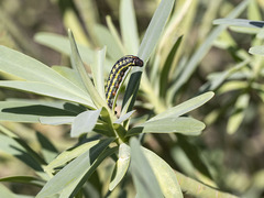 Hyles tithymali tithymali