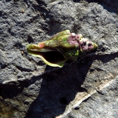 Tarantinaea lignaria