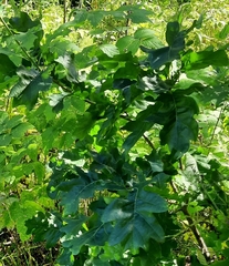 Quercus macranthera