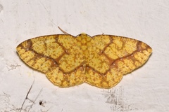 Periclina