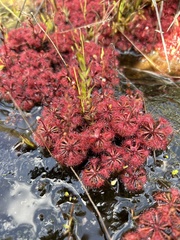 Drosera intermedia