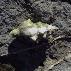 Tarantinaea lignaria