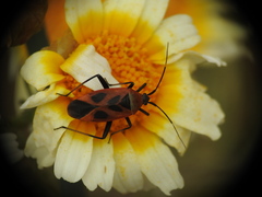Calocoris nemoralis