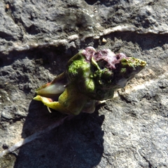 Tarantinaea lignaria