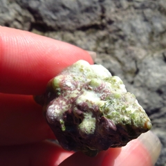 Tarantinaea lignaria