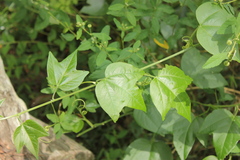 Passiflora herbertiana herbertiana