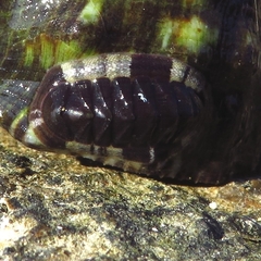 Rhyssoplax olivacea