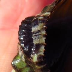 Rhyssoplax olivacea