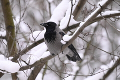 Corvus cornix