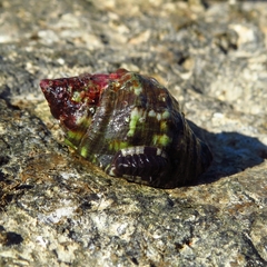 Rhyssoplax olivacea