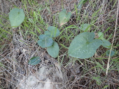 Arisarum