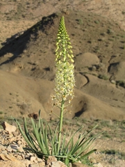 Eremurus luteus