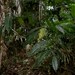 Caledonian Silky Oak - Photo (c) Russell Cumming, some rights reserved (CC BY-NC), uploaded by Russell Cumming