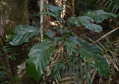 Sloanea langii
