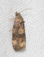 Endothenia gentianaeana