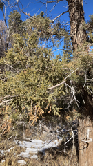 Juniperus grandis