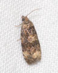 Endothenia gentianaeana