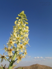 Eremurus luteus