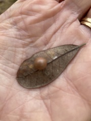 Belonocnema treatae