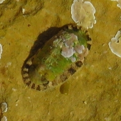 Neoloricata
