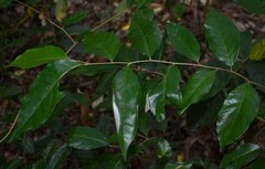 Elaeagnus triflora
