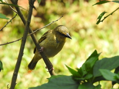 Ploceus castanops