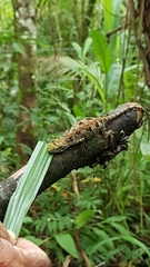 Urostrophus vautieri