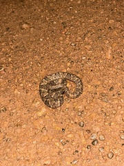 Bothrops atrox