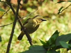 Ploceus castanops