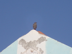 Phoenicurus ochruros