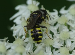 Ectemnius lapidarius