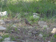 Phoenicurus ochruros