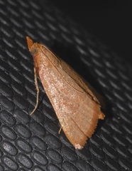 Hypsopygia incarnatalis