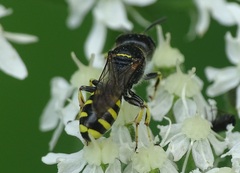 Ectemnius lapidarius