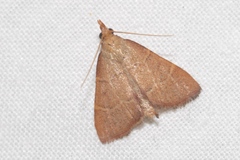 Hypsopygia incarnatalis