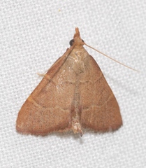Hypsopygia incarnatalis