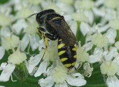 Ectemnius lapidarius