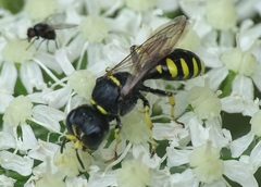 Ectemnius lapidarius