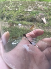 Macrothemis inequiunguis