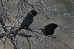 Dicrurus adsimilis apivorus