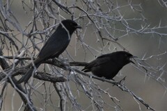 Dicrurus adsimilis apivorus