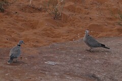 Streptopelia capicola damarensis