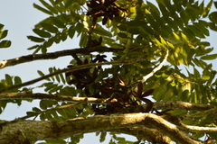 Cedrela fissilis