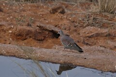 Columba guinea phaeonota
