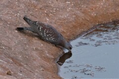Columba guinea phaeonota
