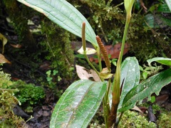 Anthurium caucanum