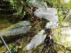 Anthurium cupreum