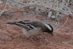 Plocepasser mahali mahali