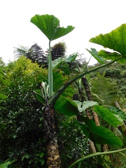 Xanthosoma robustum