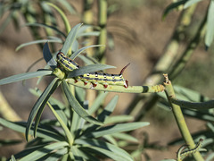 Hyles tithymali tithymali